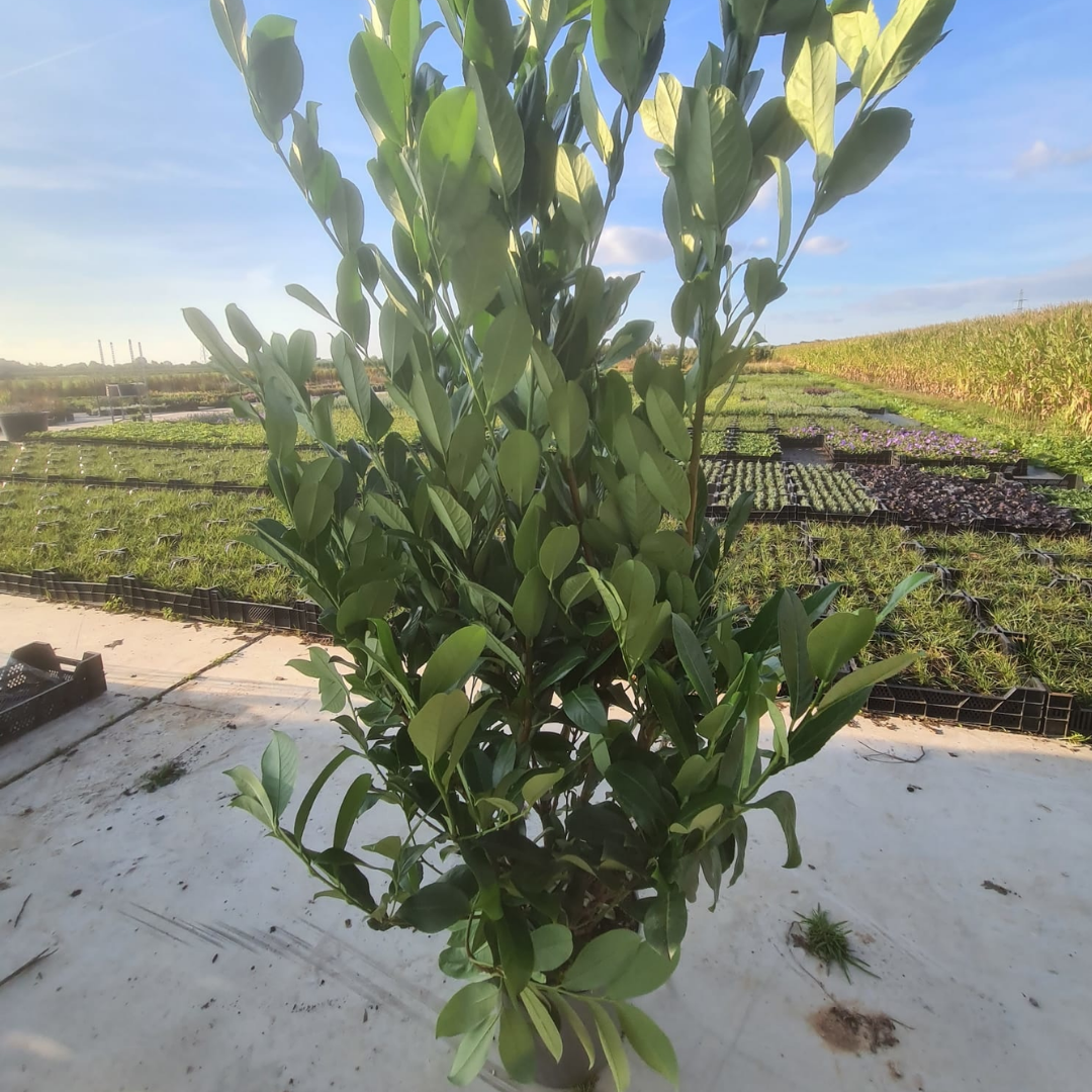 Laurierhaag ‘Rotundifolia’
