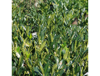 Laurier ‘Otto Luyken’ - Prunus laurocerasus ‘Otto Luyken’