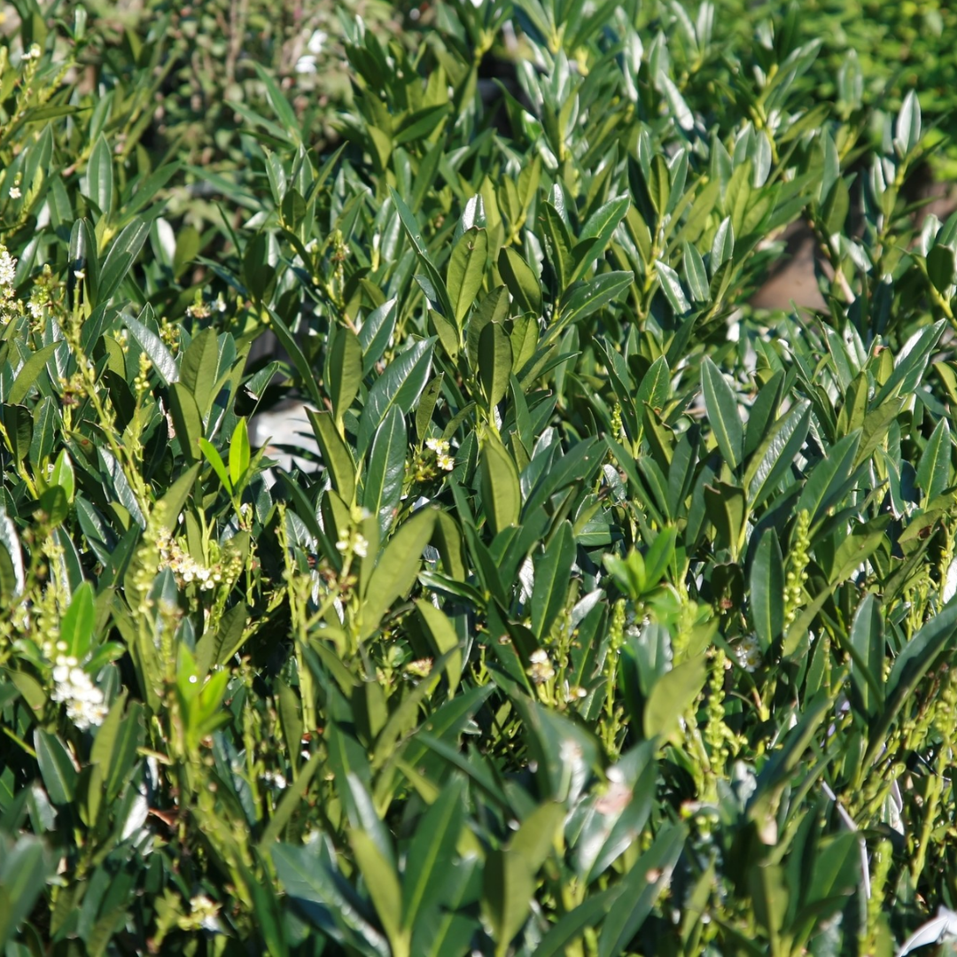 Laurier ‘Otto Luyken’ - Prunus laurocerasus ‘Otto Luyken’