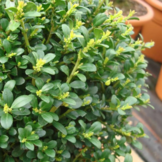 Japanse Hulst- Ilex crenata ‘Caroline Upright’