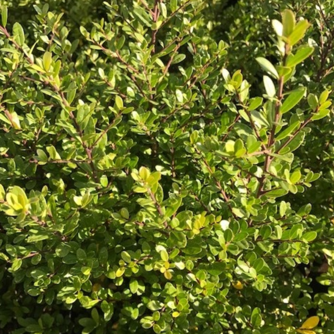 Japanse Hulst- Ilex crenata ‘Caroline Upright’