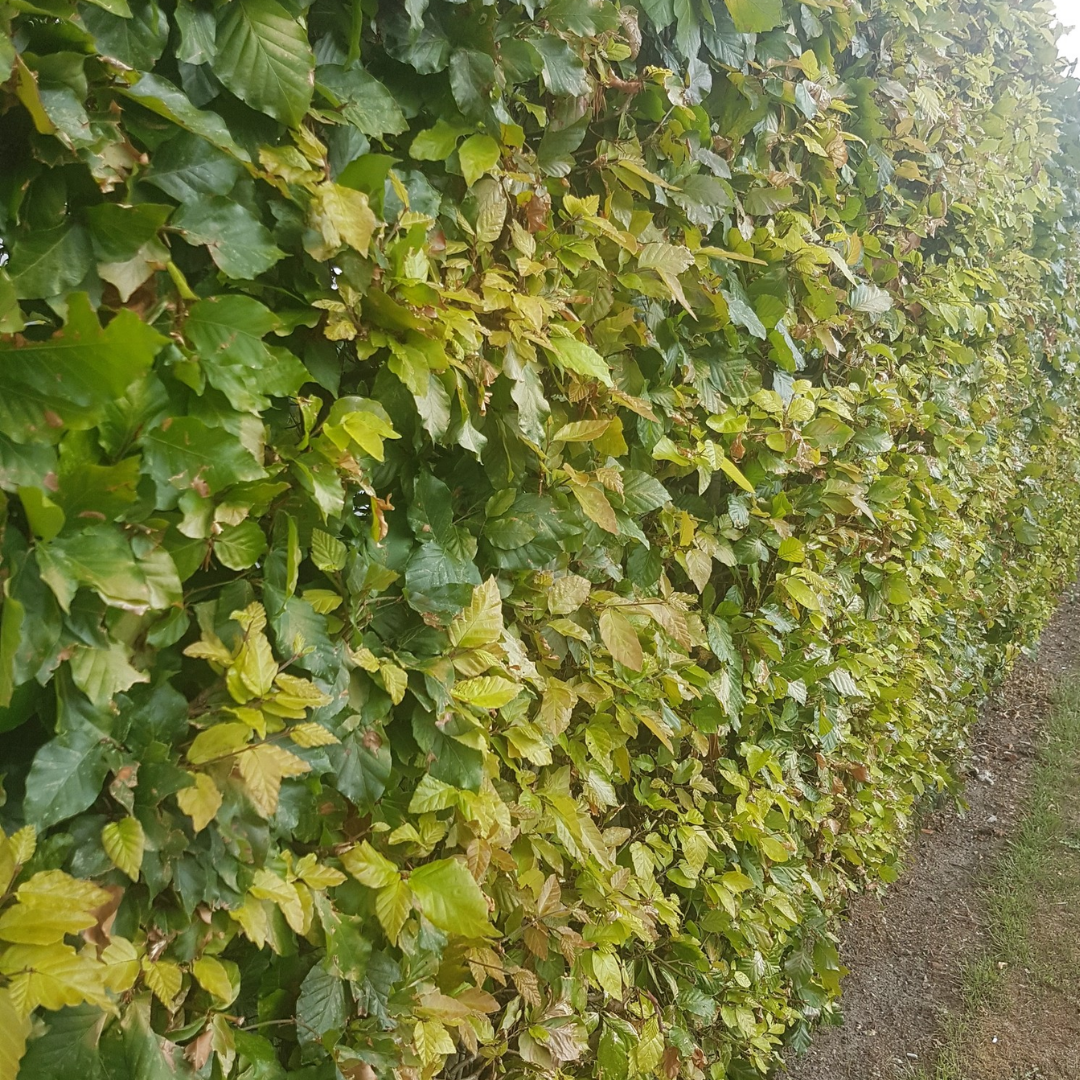 Groene beukenhaag – Fagus sylvatica