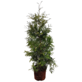 Groene haagconifeer - Thuja occidentalis 'Brabant’