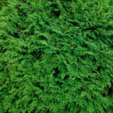 Groene haagconifeer - Thuja occidentalis 'Brabant’