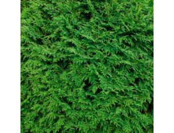 Groene haagconifeer - Thuja occidentalis 'Brabant’