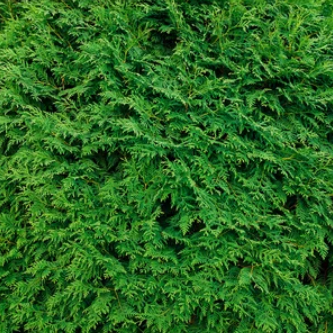Groene haagconifeer - Thuja occidentalis 'Brabant’