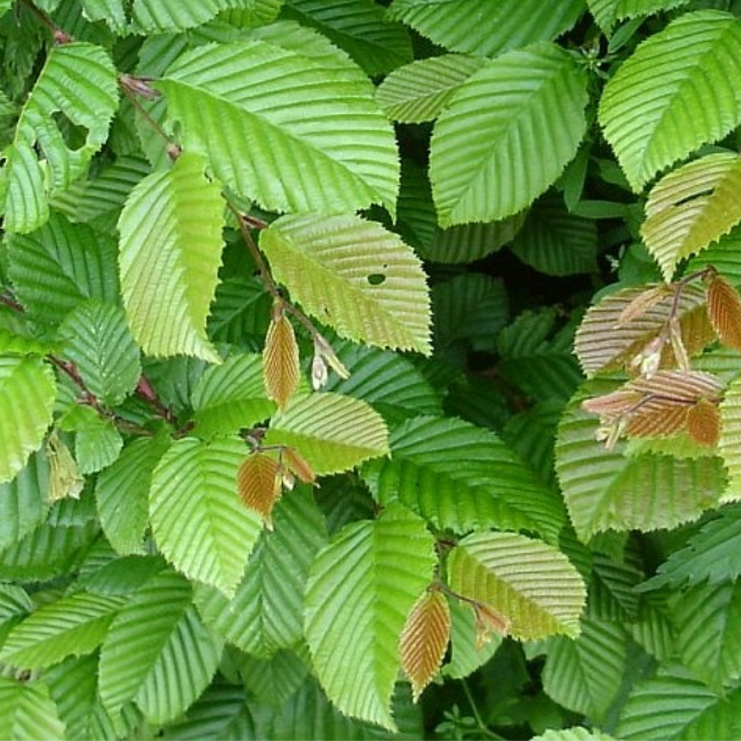 Beukenhaag – Carpinus betulus