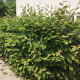 Haagbeuk - Carpinus Betulus