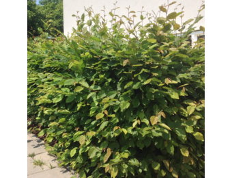 Haagbeuk - Carpinus Betulus