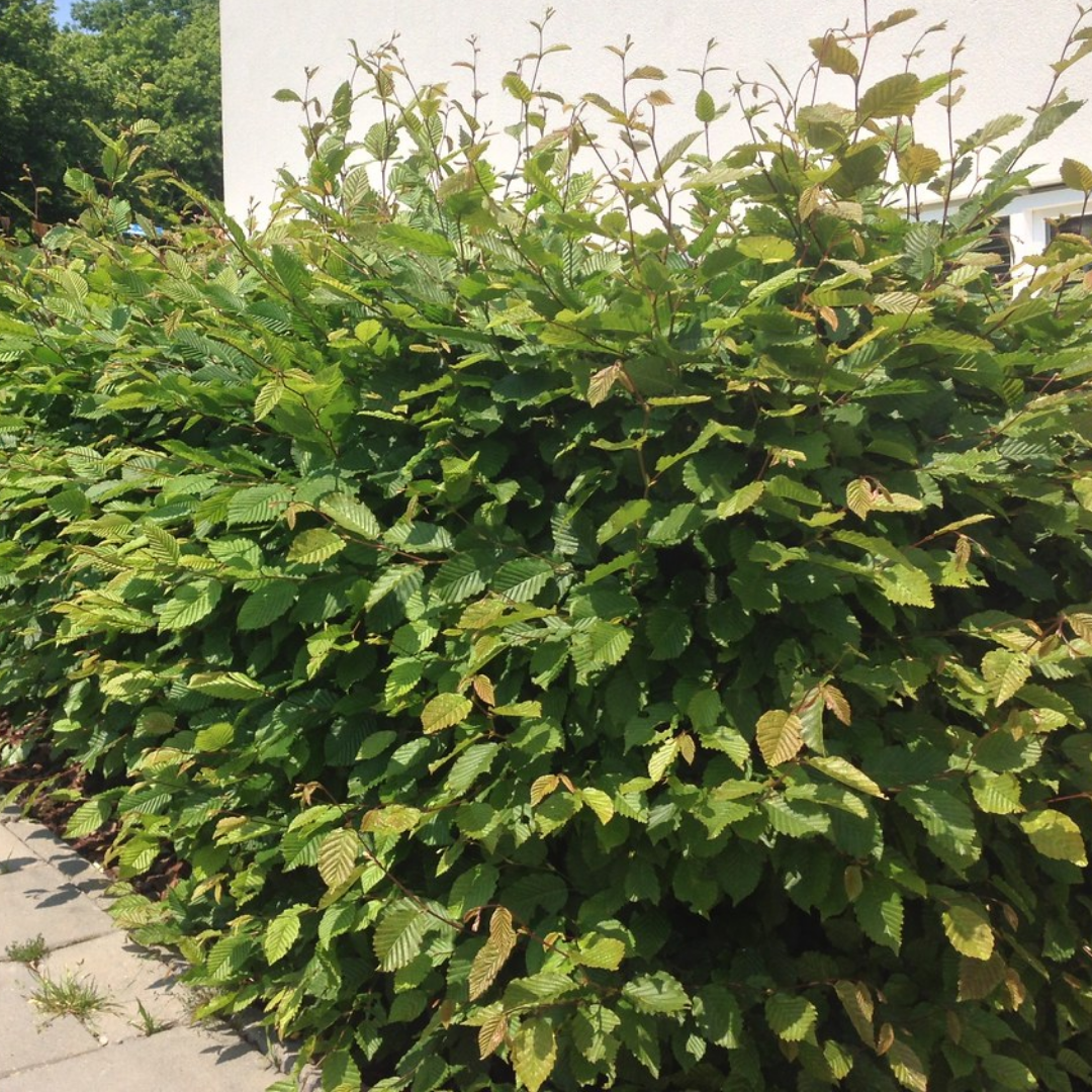 Beukenhaag – Carpinus betulus