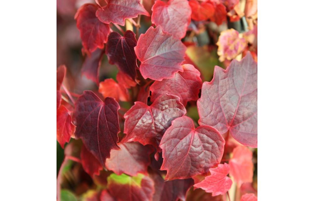 Parthenocissus quinquefolia 'Engelmanni'