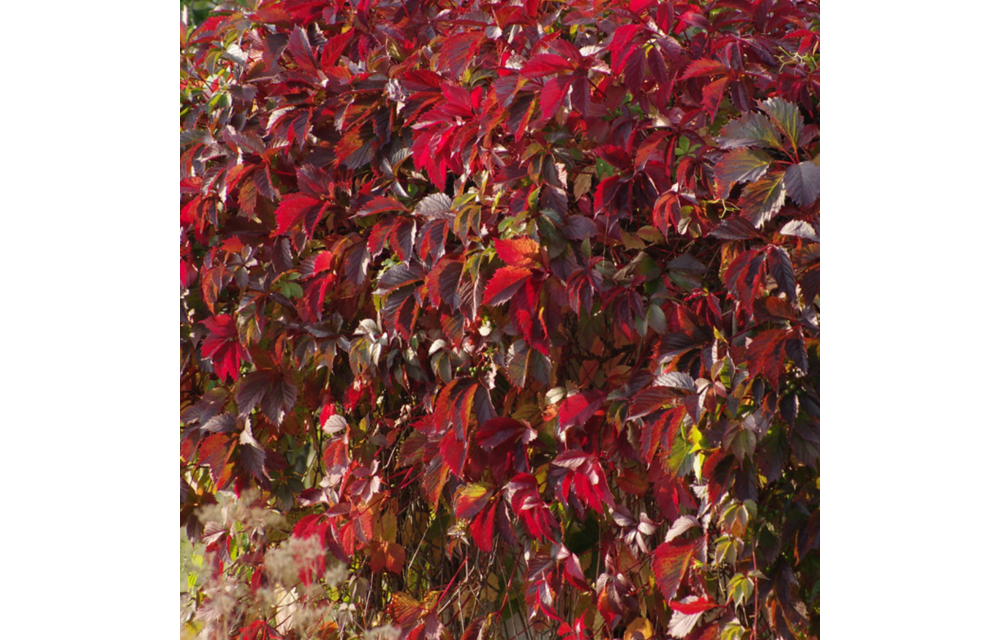 Parthenocissus quinquefolia 'Engelmanni'