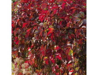 Parthenocissus quinquefolia 'Engelmanni'