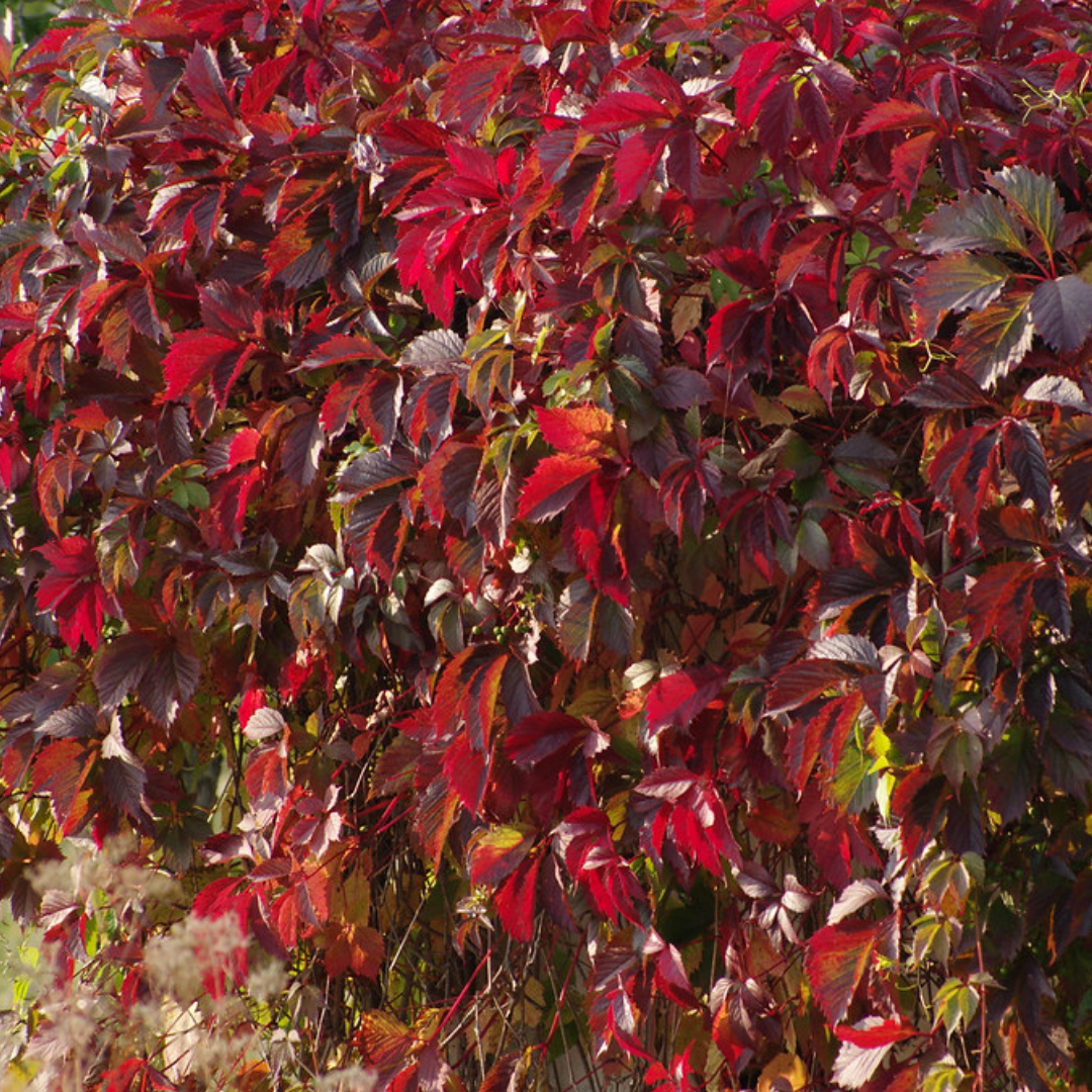 Parthenocissus quinquefolia 'Engelmanni'