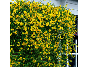 Jasminum nudiflorum