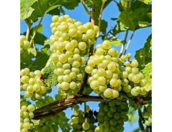 Witte druif - Vitis vinifera ‘Vroege van der Laan’