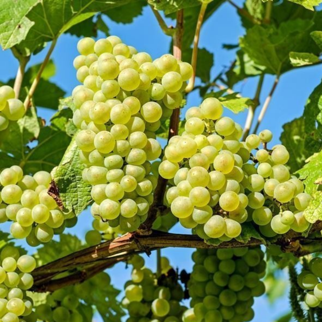 Witte druif - Vitis vinifera ‘Vroege van der Laan’