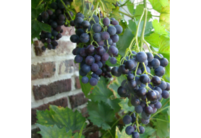 Blauwe druif - Vitis vinifera ‘Boskoop Glory’
