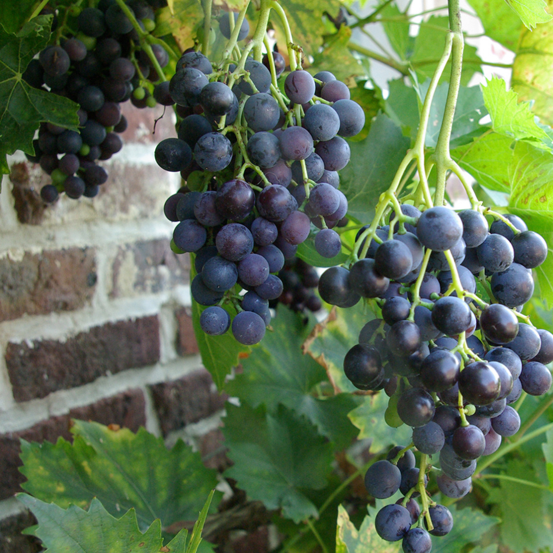 Blauwe druif - Vitis vinifera ‘Boskoop Glory’