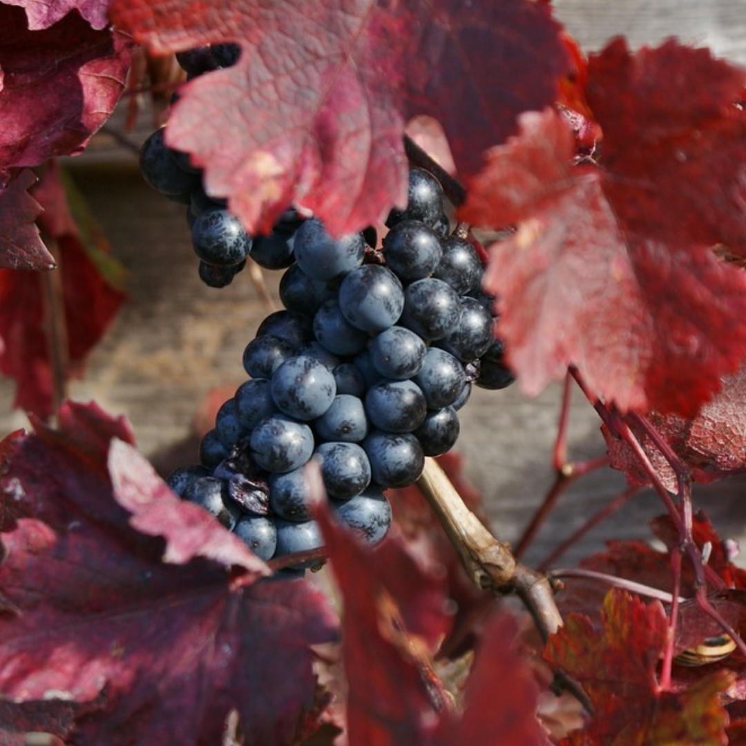 Sierdruif - Vitis vinifera ‘Purpurea’