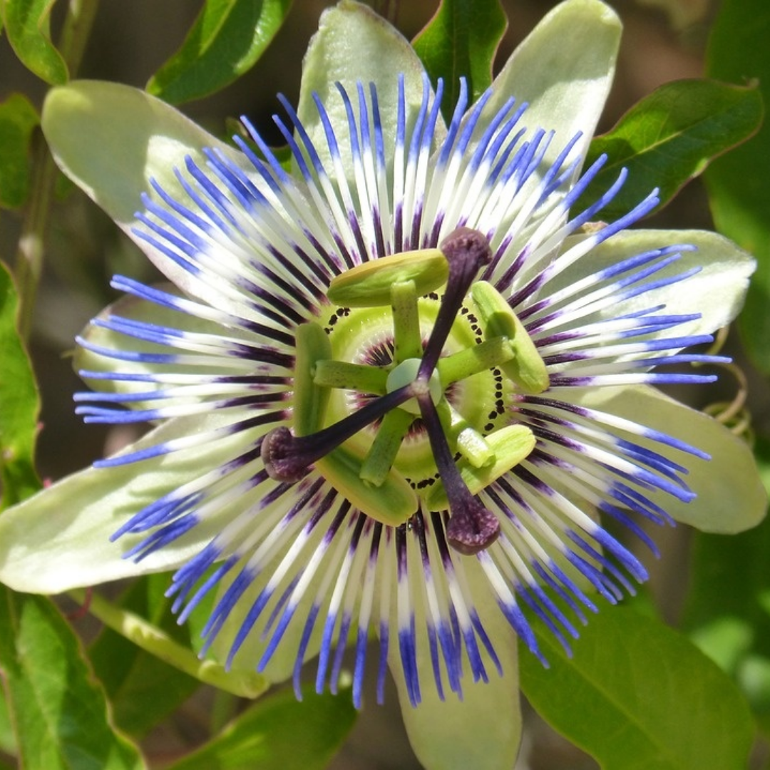 Passiflora caerulea
