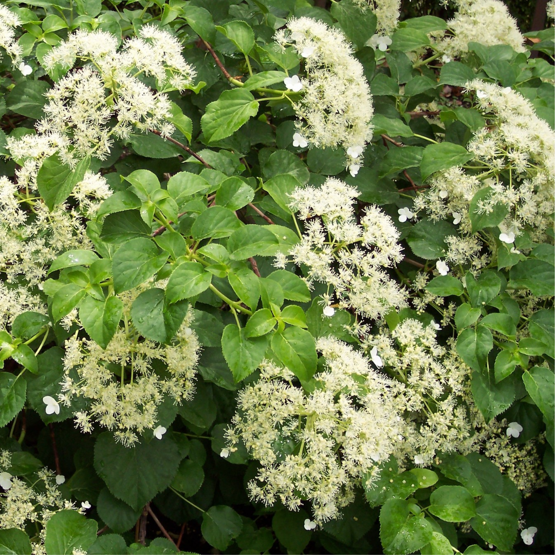 Hydrangea anomala petiolaris