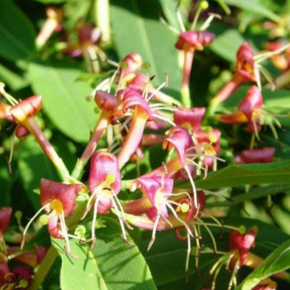 Lonicera henryi