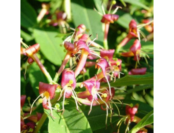 Lonicera henryi