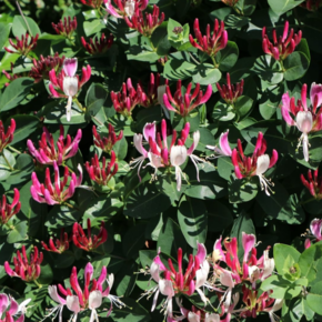 Lonicera heckrottii