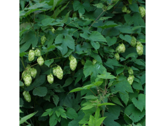 Humulus ‘lupulus’