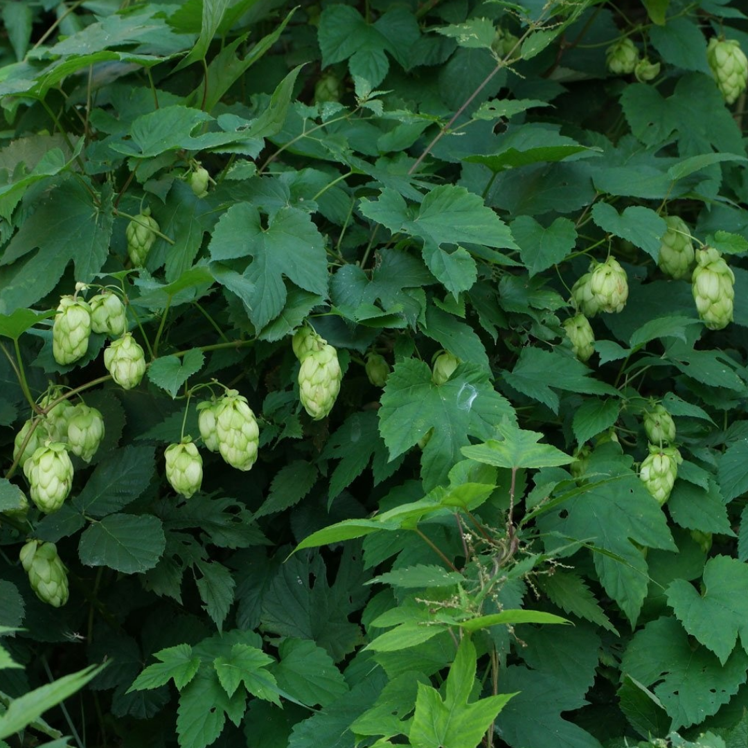 Humulus ‘lupulus’