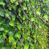 Ierse klimop - Hedera hibernica