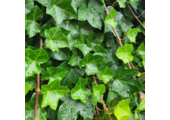 Ierse klimop - Hedera hibernica
