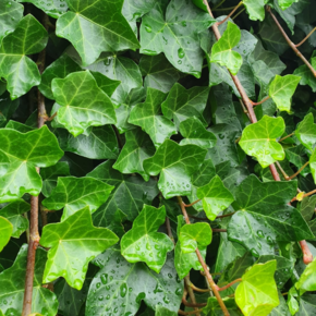 Ierse klimop - Hedera hibernica