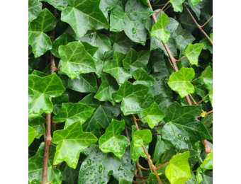 Ierse klimop - Hedera hibernica