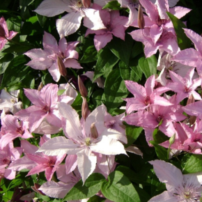 Clematis ‘Hagley Hybrid’