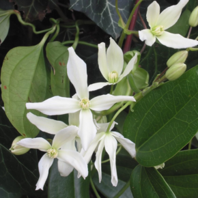 Clematis terniflora