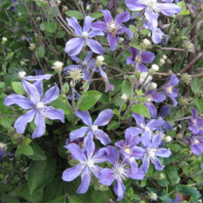 Clematis ‘Arabella’