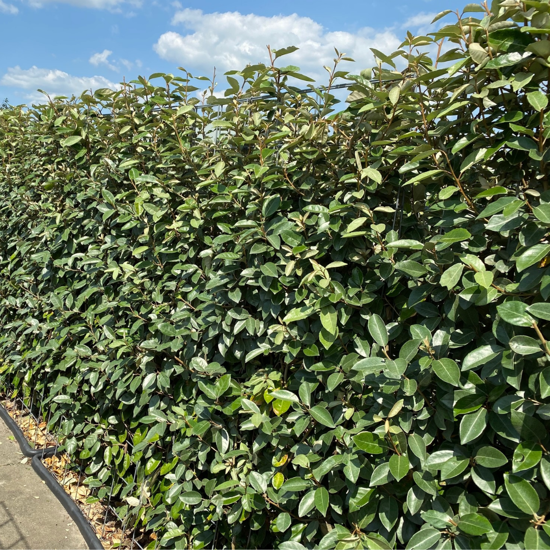 Olijfwilg – Elaeagnus ebbingei