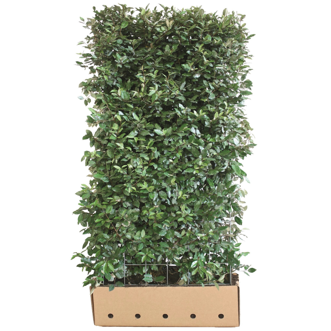 Olijfwilg – Elaeagnus ebbingei