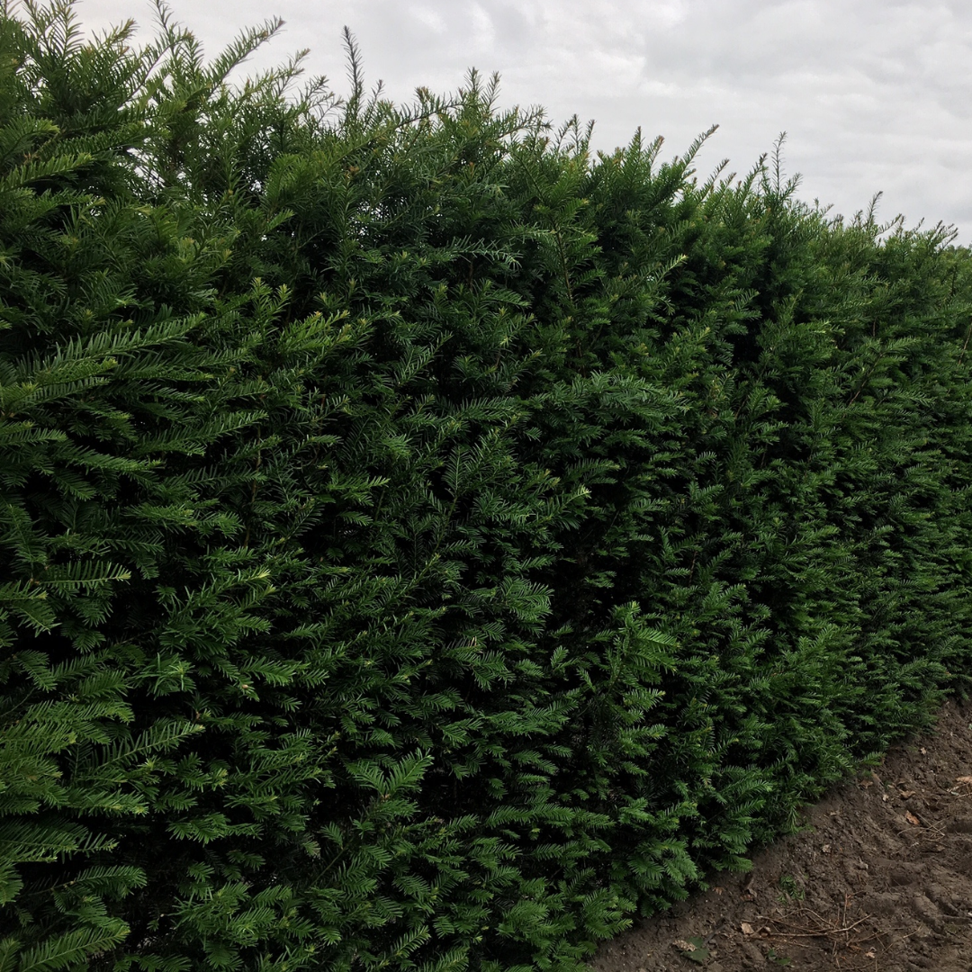 Gewone taxus - Taxus baccata