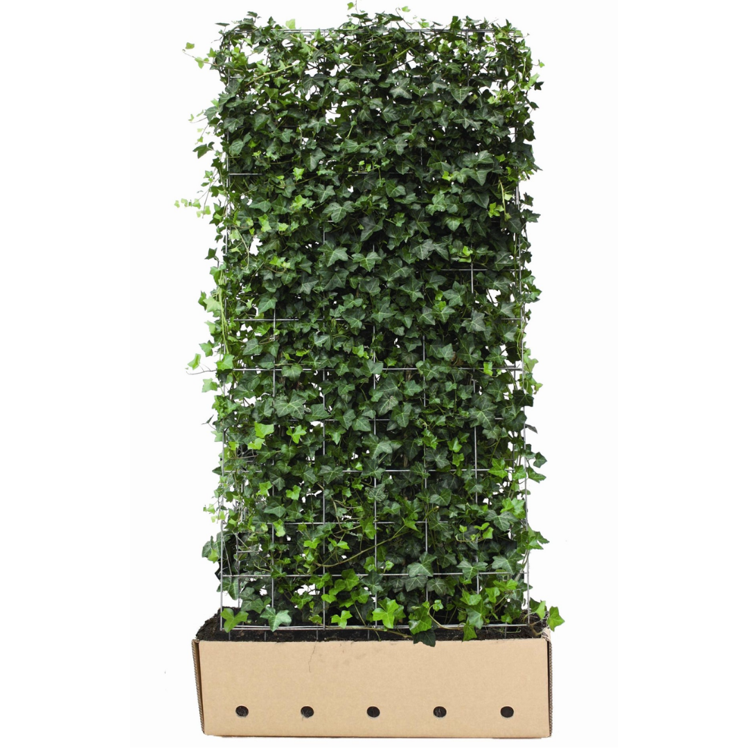 Ierse klimop - Hedera hibernica