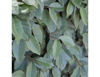 Olijfwilg – Elaeagnus ebbingei | Wintergroene haagplant