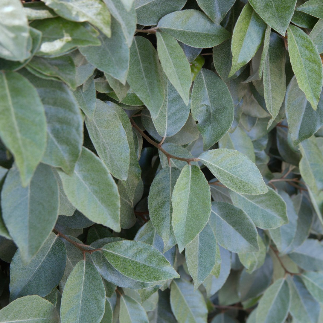 Olijfwilg haag – Elaeagnus ebbingei