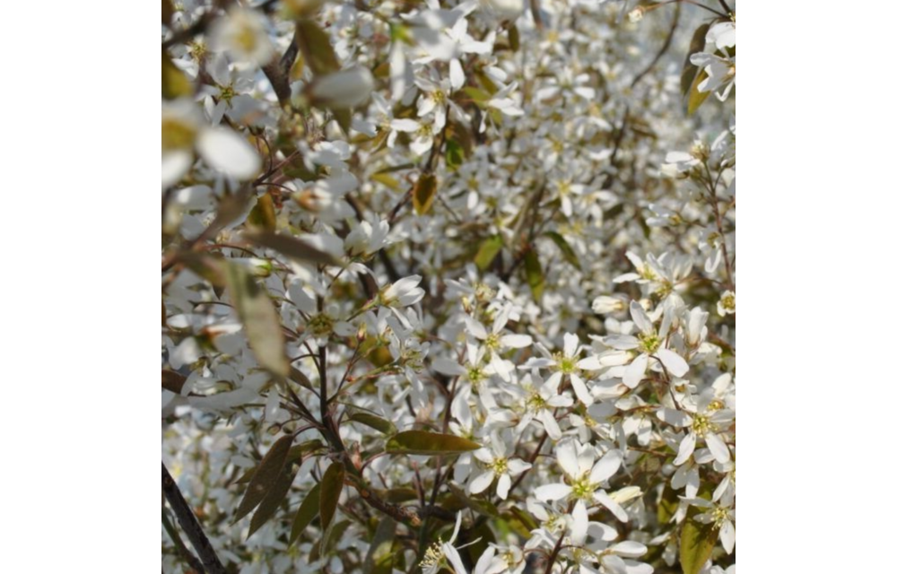 Krentenboom haagplant - Amelanchier lamarckii