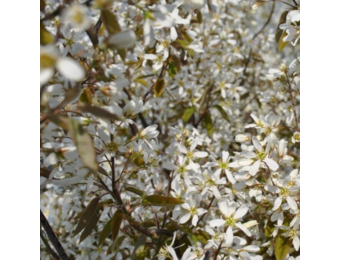 Krentenboom haagplant - Amelanchier lamarckii