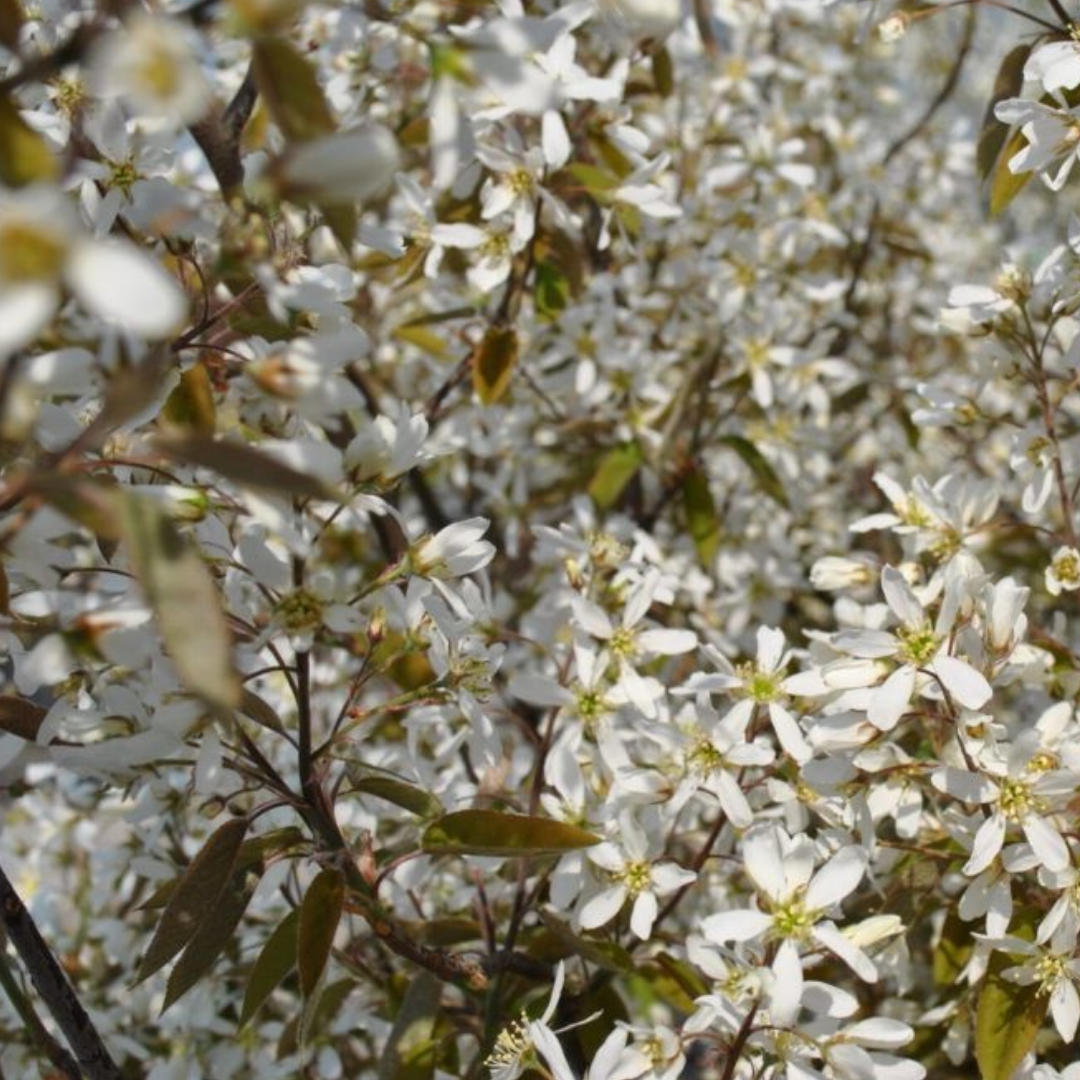 Krentenboom haagplant - Amelanchier lamarckii