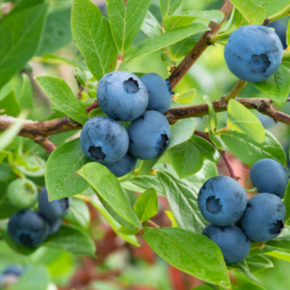 Blauwe bosbes - Vaccinium corymbosum Goldtraube