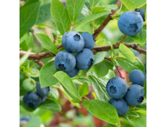 Blauwe bosbes - Vaccinium corymbosum Goldtraube