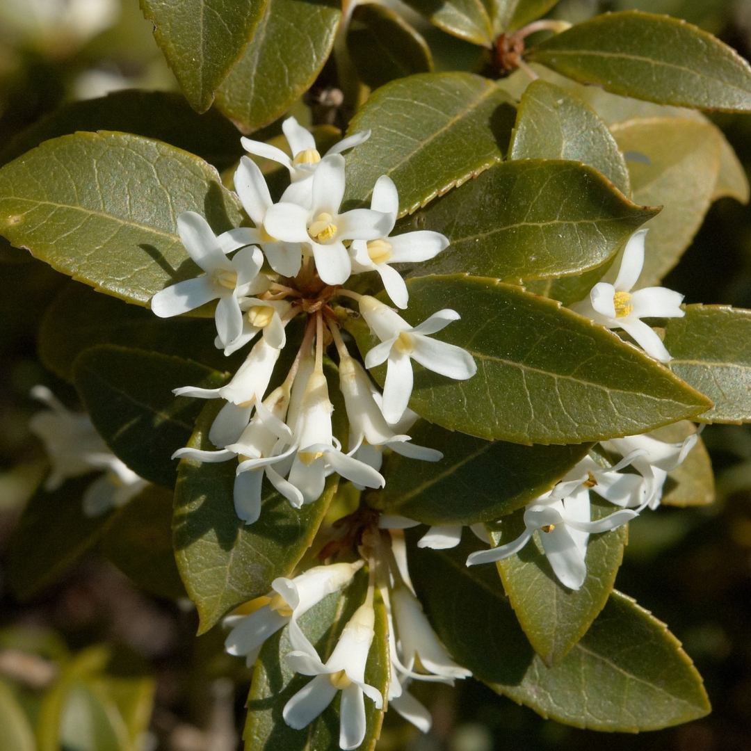 Schijnhulst - Osmanthus burkwoodii